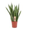 Σανσιβέρια – Sansevieria