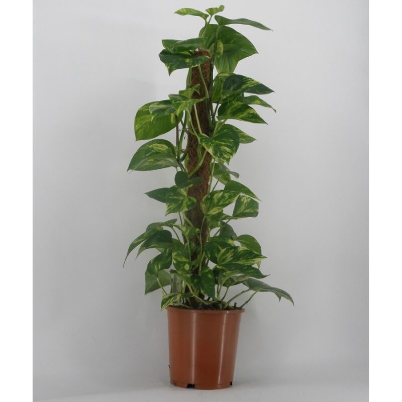 Πόθος – Epipremnum aureum Golden Pothos - Image 4