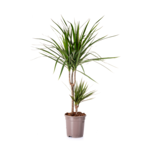 Δράκαινα Μαρτζινάτα – Dracaena Marginata