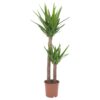 Γιούκα - Yucca Plant