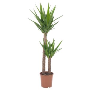 Γιούκα - Yucca Plant