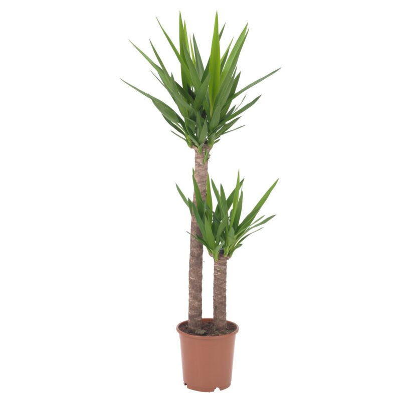 Γιούκα - Yucca Plant