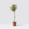 Ελιά – Olea Europaea