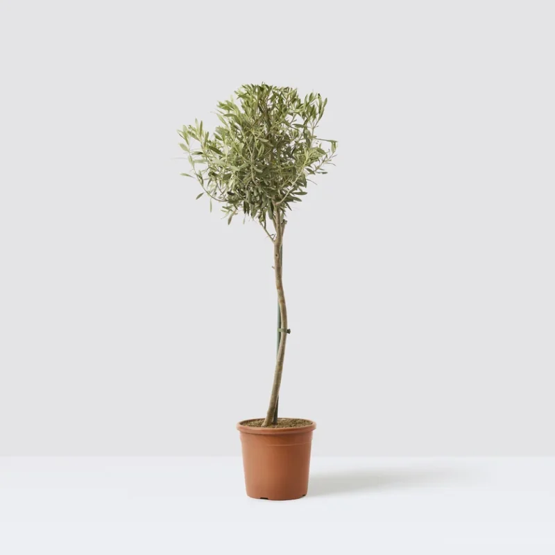 Ελιά – Olea Europaea