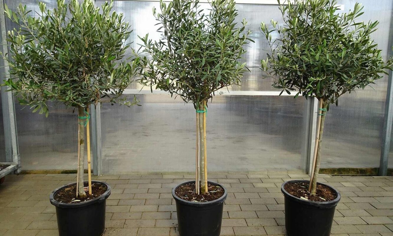 Ελιά – Olea Europaea - Image 5