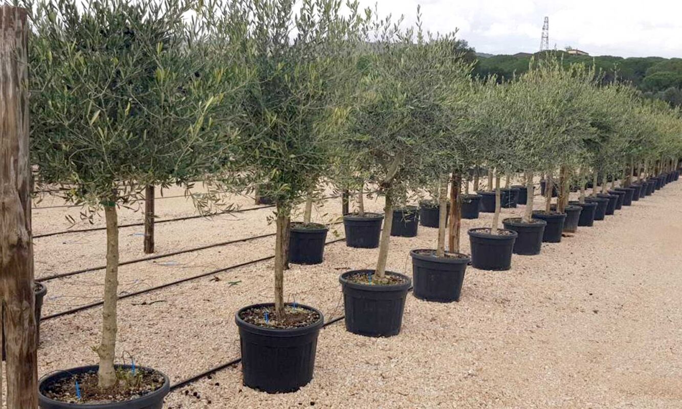 Ελιά – Olea Europaea - Image 4