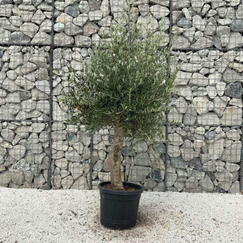 Ελιά – Olea Europaea - Image 3