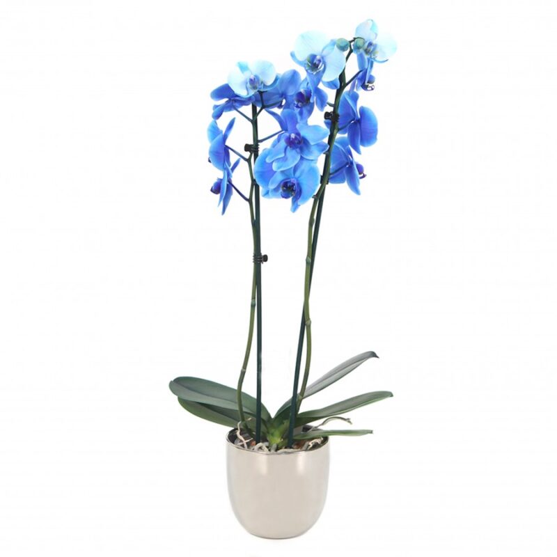 Ορχιδέα Μπλε - Orchid Phalaenopsis Blue - Image 3
