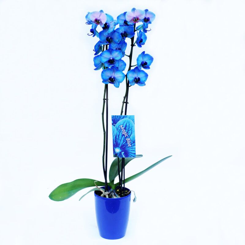 Ορχιδέα – Orchid Phalaenopsis - Image 8