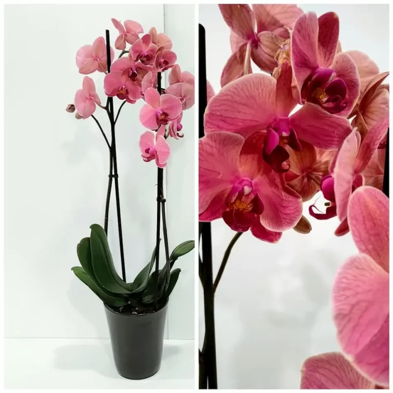 Orchid Pots decorated-Κασπω διακόσμησης ορχιδέας - Image 3