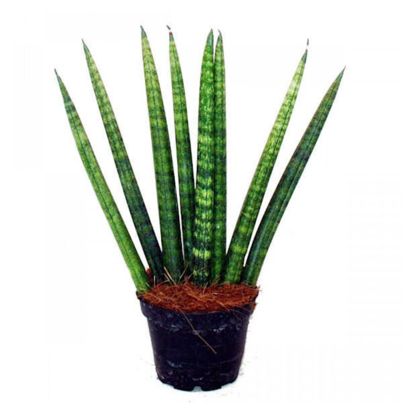 Σανσεβιέρια Κυλινδρόφυλλη – Sansevieria Cylindrica