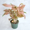 Συγκόνιο φυτό – Syngonium Pink