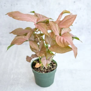 Συγκόνιο φυτό – Syngonium Pink