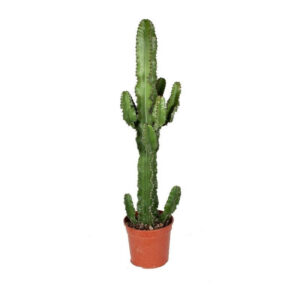 Ευφόρμπια Ερυτρέα - Euphorbia eritrea