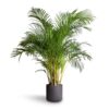 Αρέκα - Chrysalidocarpus Lutescens