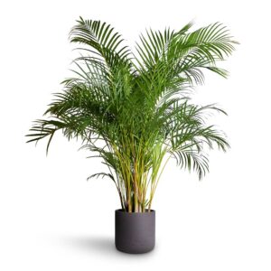 Αρέκα - Chrysalidocarpus Lutescens