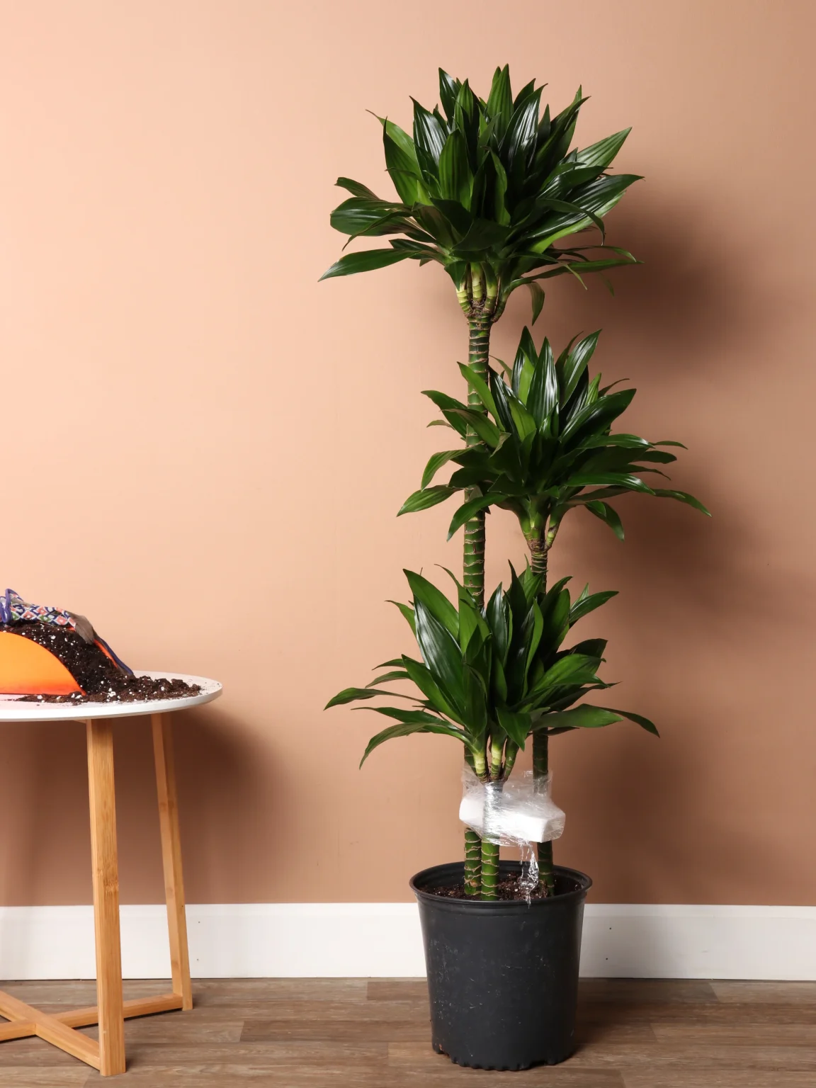 Δράκαινα - Dracaena Compacta - Image 6