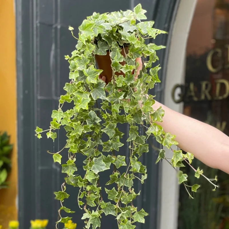 Κισσός Goldchild – Hedera helix 'Goldchild' - Image 6