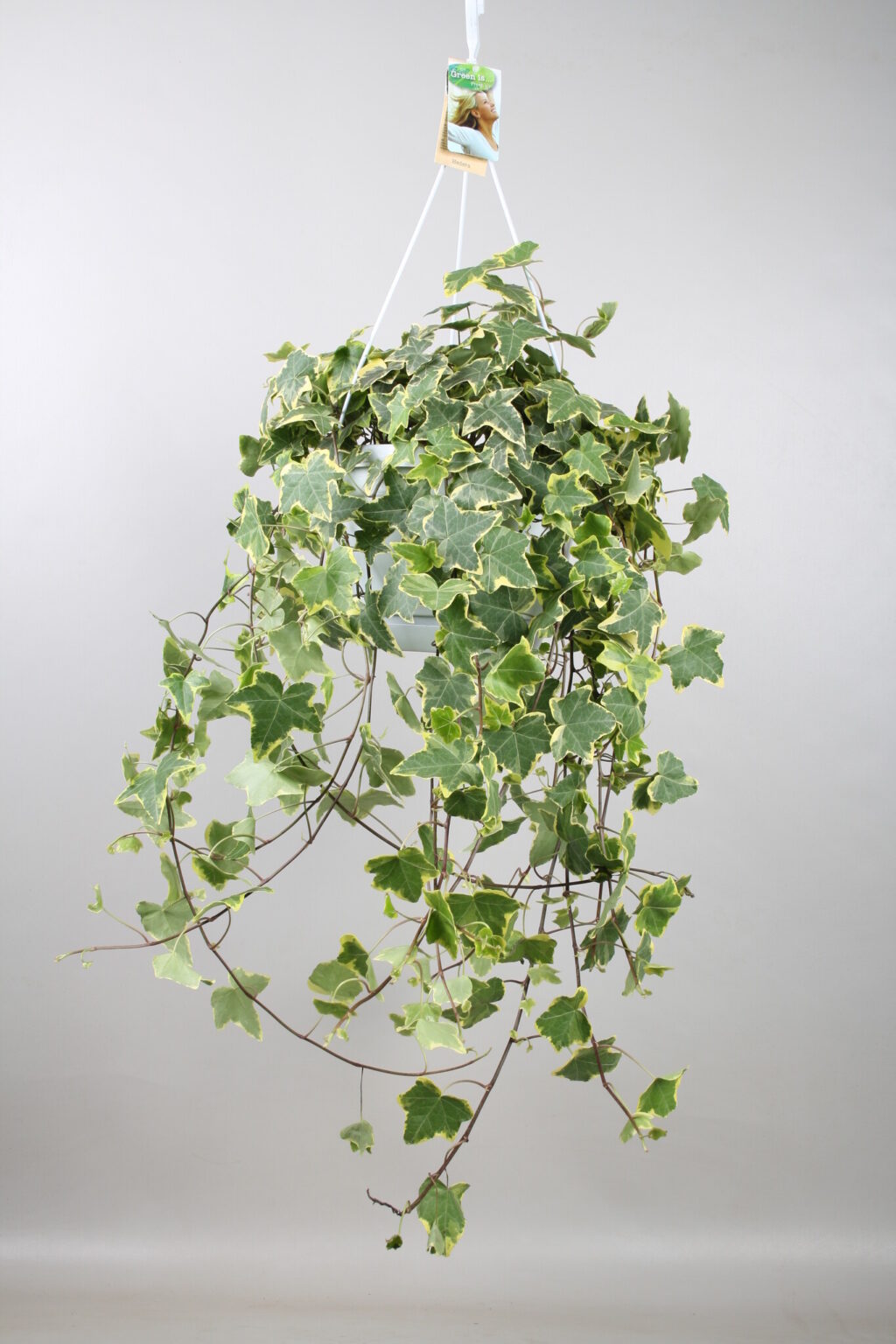 Κισσός Goldchild – Hedera helix 'Goldchild'