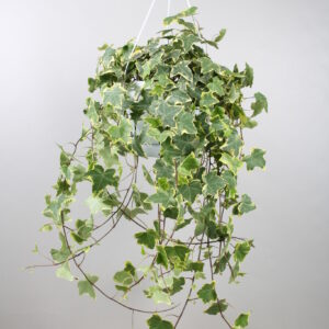 Κισσός Goldchild – Hedera helix 'Goldchild'
