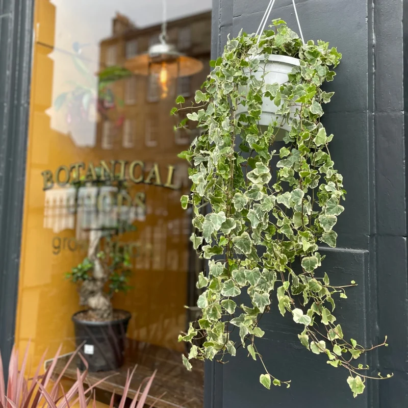 Κισσός Goldchild – Hedera helix 'Goldchild' - Image 3
