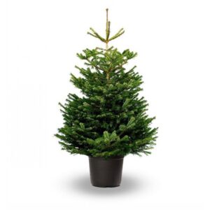 Ελάτη έλατα ελληνικά - Abies Christmas tree
