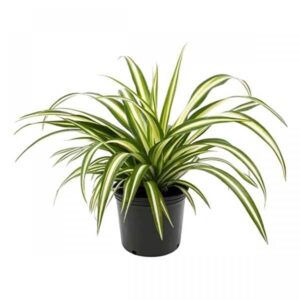Spider Plant (Variegated Reverse) - Φυτό Χλωρόφυτο