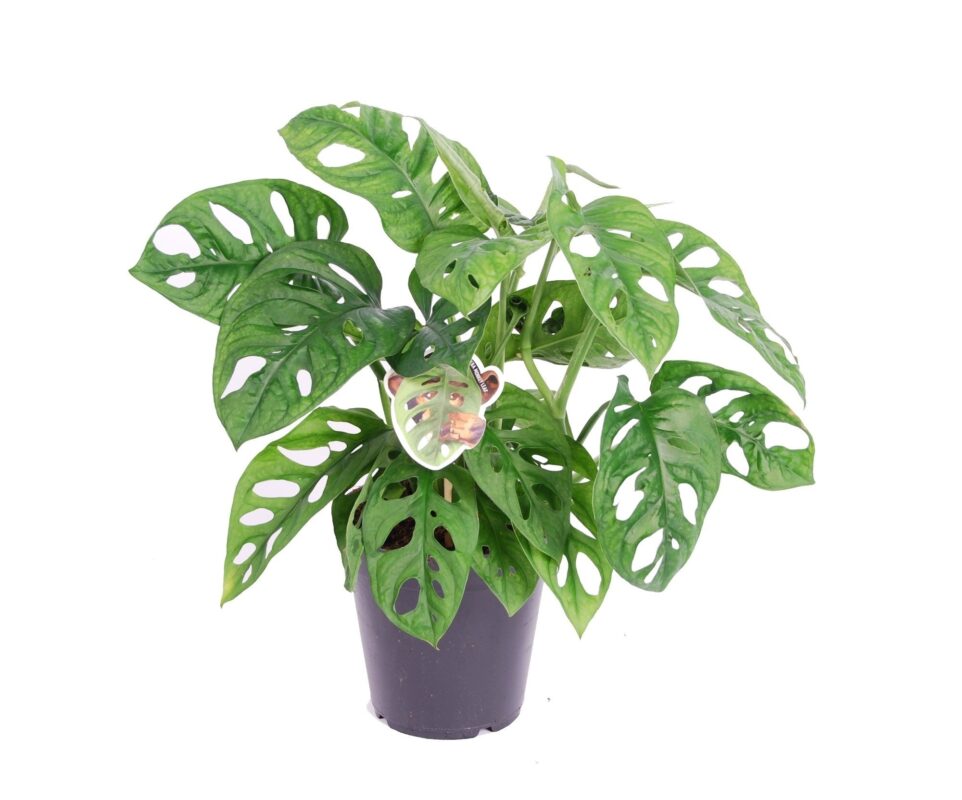 Monstera Monkey - Adansonii - Image 5