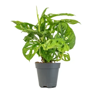 Swiss Cheese Monstera Plant Monkey -Φυτό  Μονστέρα Μαϊμού