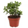Jade Plant - Φυτό Κρασούλα