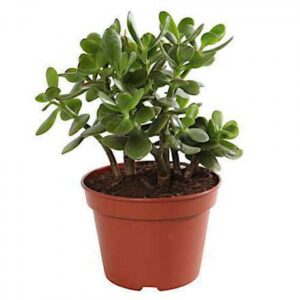 Jade Plant - Φυτό Κρασούλα