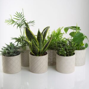 Pots decorated-Κασπω διακόσμησης