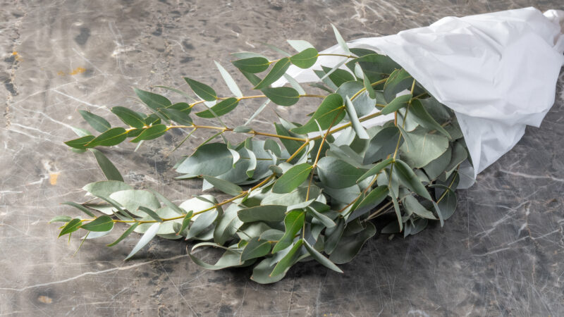 Ευκάλυπτος - Eucalyptus Myrtaceae - Image 3