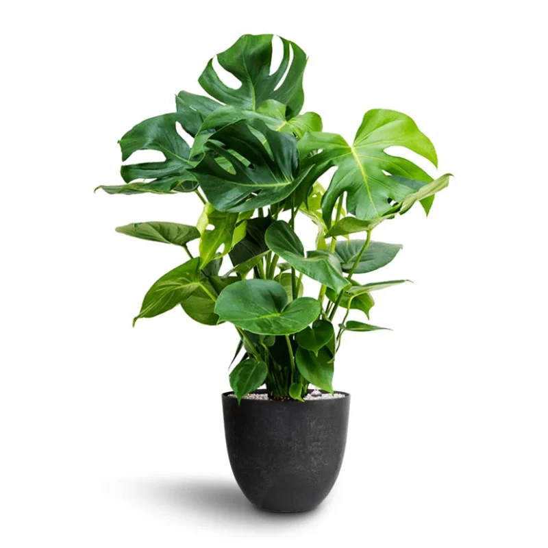 Μονστέρα - Monstera Deliciosa - Image 8