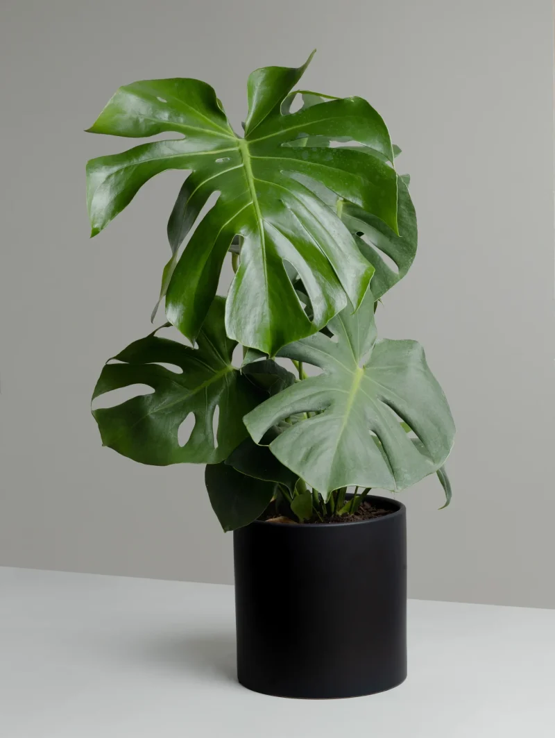 Μονστέρα - Monstera Deliciosa - Image 7