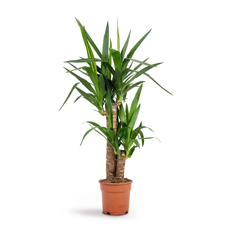 Γιούκα - Yucca Plant - Image 3