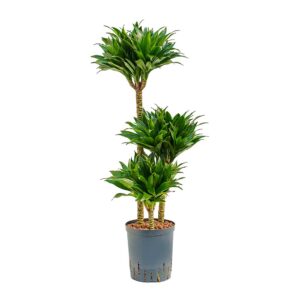 Δράκαινα - Dracaena Compacta
