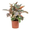 Φίκος Ελάστικα Ροζ - Ficus Elastica 'Ruby'