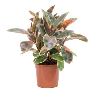 Φίκος Ελάστικα Ροζ - Ficus Elastica 'Ruby'
