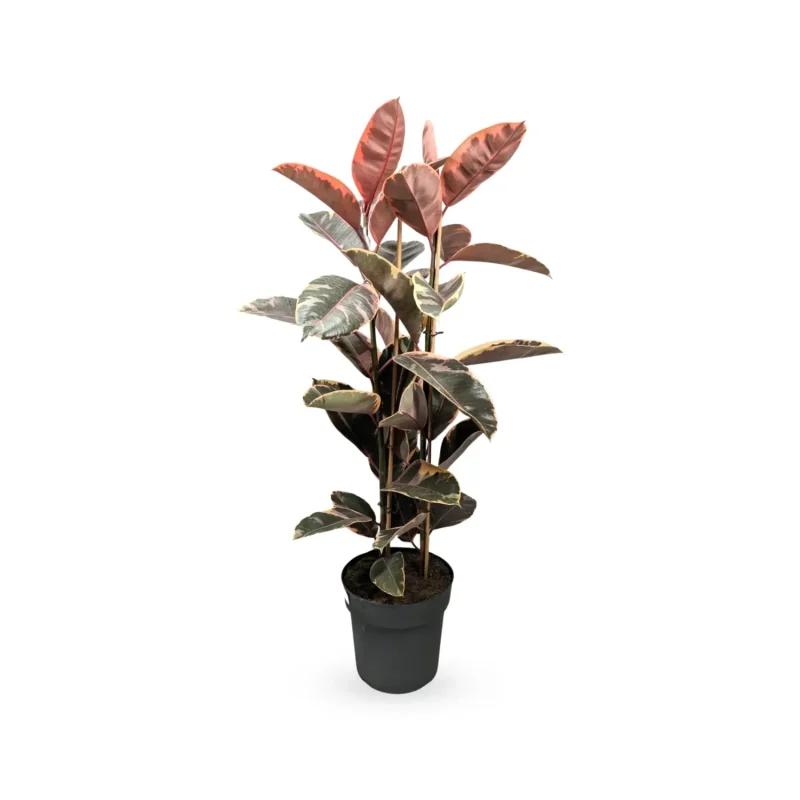 Φίκος Ελάστικα Ροζ - Ficus Elastica 'Ruby' - Image 7