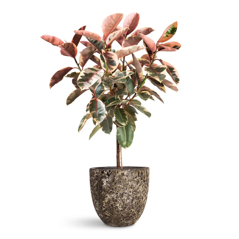 Φίκος Ελάστικα Ροζ - Ficus Elastica 'Ruby' - Image 10