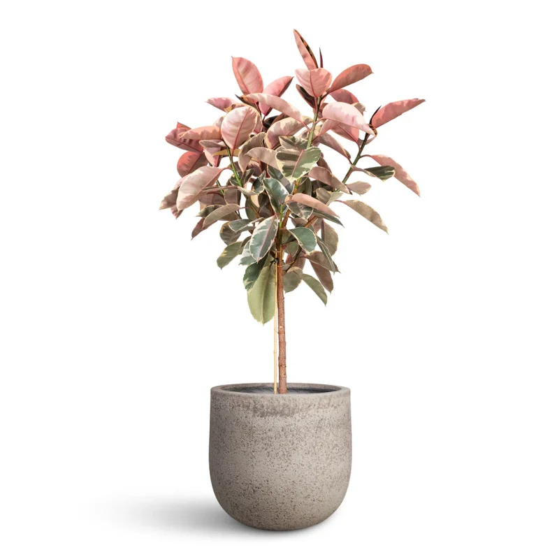 Φίκος Ελάστικα Ροζ - Ficus Elastica 'Ruby' - Image 9