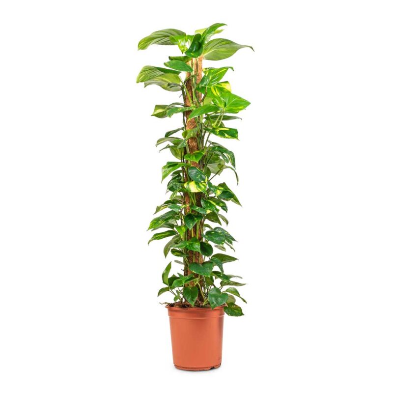 Πόθος – Epipremnum aureum Golden Pothos - Image 6
