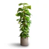 Πόθος – Epipremnum aureum Golden Pothos