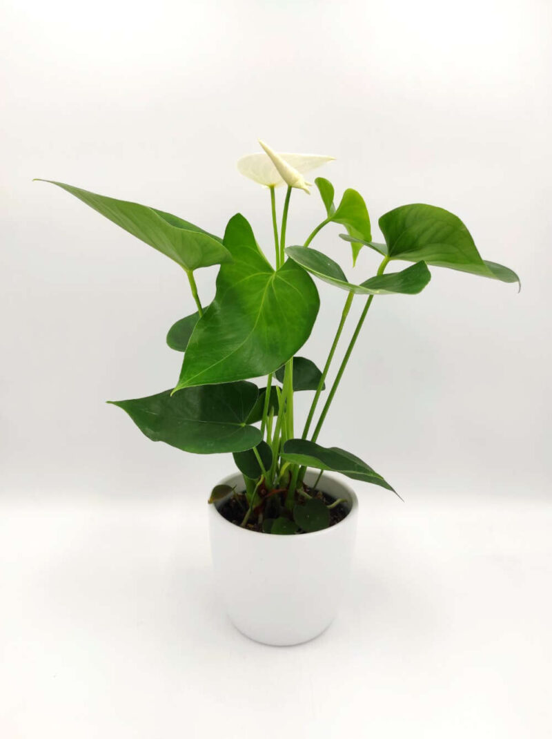 Ανθούριο - Anthurium - Image 4