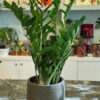 Ζάμια – Zamioculcas zamiifolia