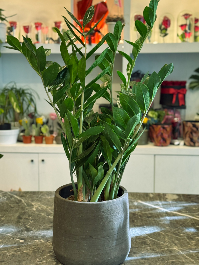 Ζάμια – Zamioculcas zamiifolia