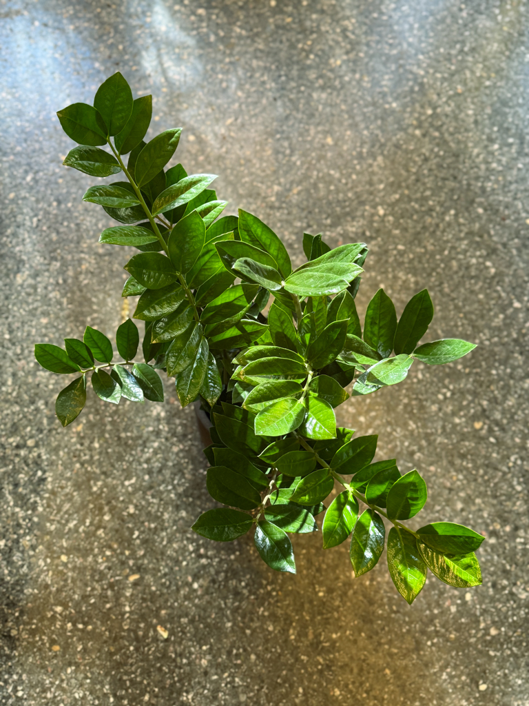 Ζάμια – Zamioculcas zamiifolia - Image 2