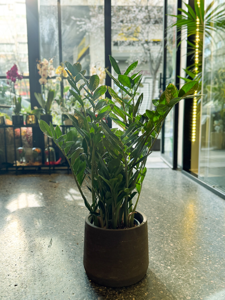 Ζάμια – Zamioculcas zamiifolia - Image 4