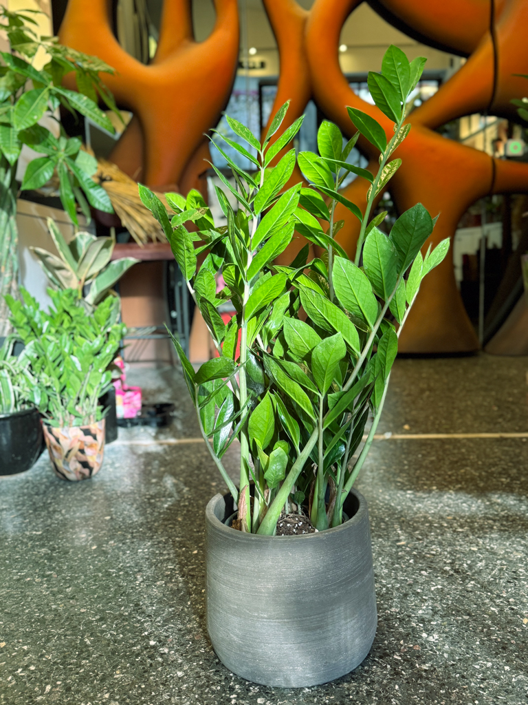 Ζάμια – Zamioculcas zamiifolia - Image 7